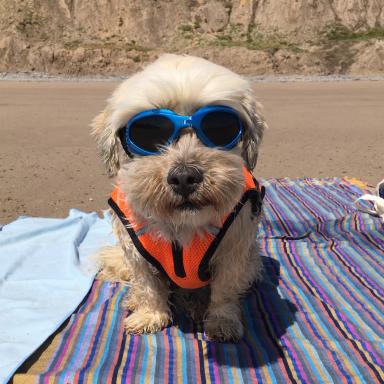 Dog wearing sunglasses on a beach