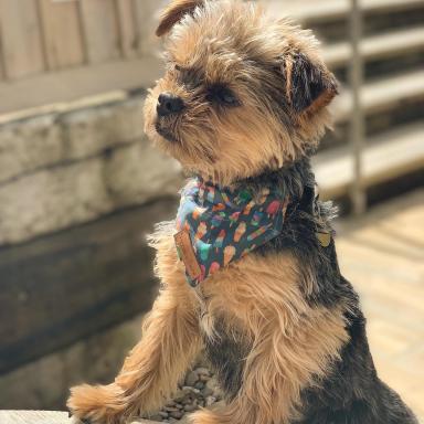 Small dog with paws up on a step, wearing a neckerchief